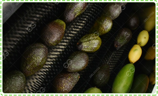 Automatic-avocado-washer