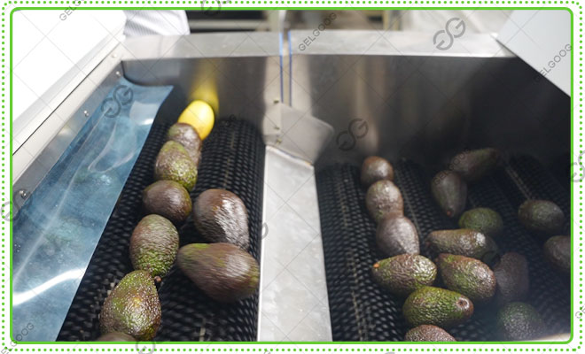 Avocado-waxing-equipment