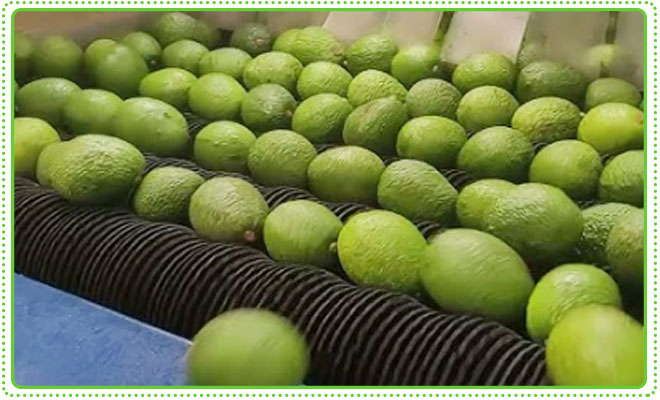 avocado-drying-machine-for-sale