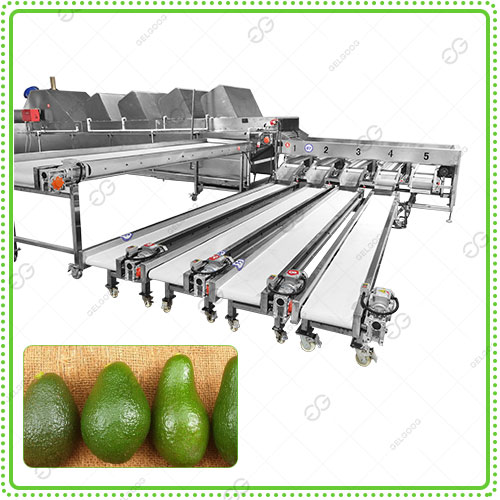 avocado-grading-machine