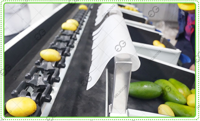 avocado-sorting-equipment