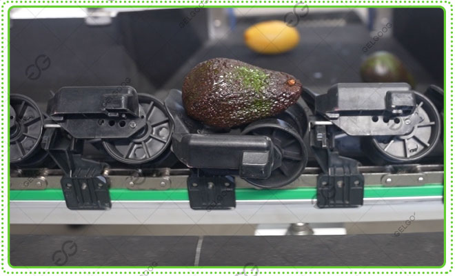 avocado-ligne de triage pondéral-à-vendre